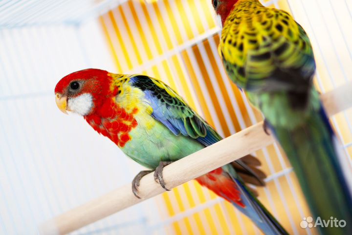 Розелла пёстрая птенцы