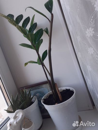 Замиокулькас