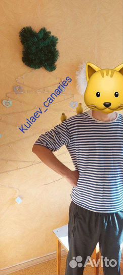 Канарейка Файф Фенси