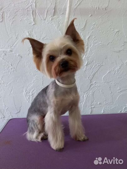 Стрижка собак и кошек