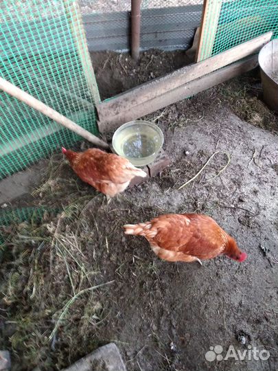 Куры молодки несушки