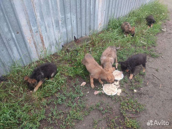 Щенки в дар