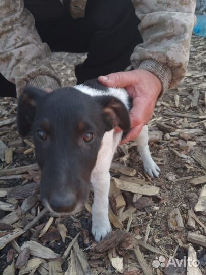 Фокстерьер