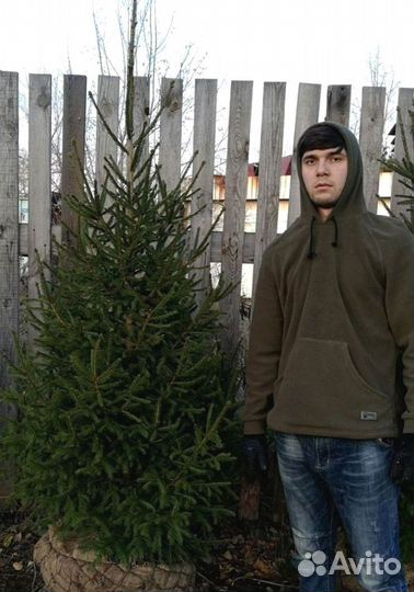 Сибирская ель экстра класс. Саженцы
