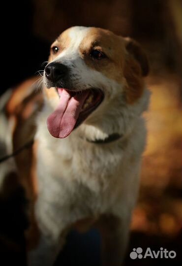 Душевный Бинго