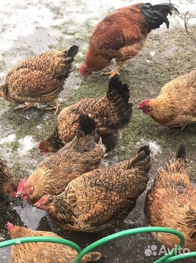 Яйцо инкубационное, Кучинские