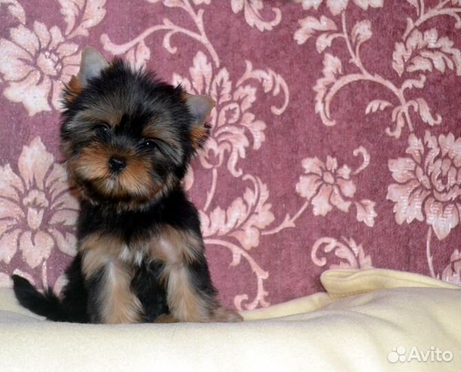 Девочки-йорочки