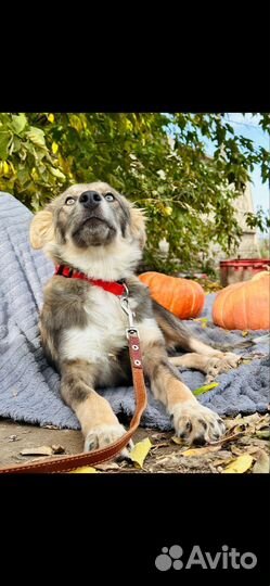 Щенок в добрые руки бесплатно