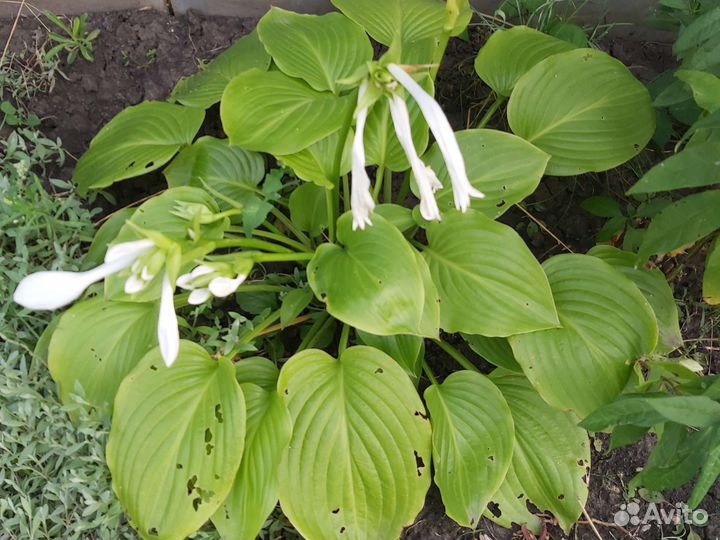 Хоста растение