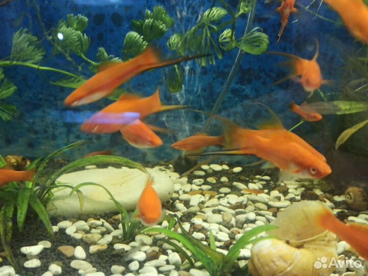 Аквариумные рыбки