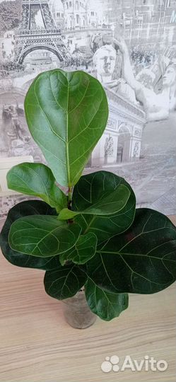 Фикус лирата бамбино