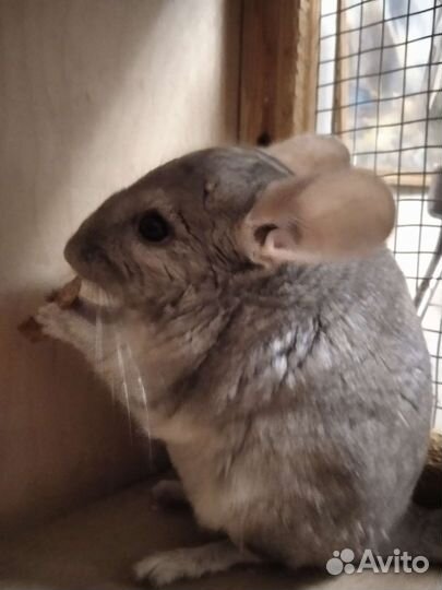 Шиншиллы с витриной