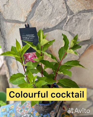 Гортензия Colourful Cocktail купить в Москве | Товары для дома и дачи ...