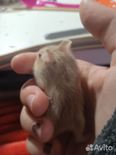 Джунгарский хомяк