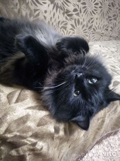 Бесплатно, отдам в хорошие руки кота