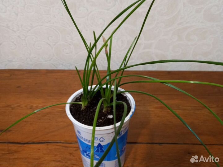 Зефирантес белый