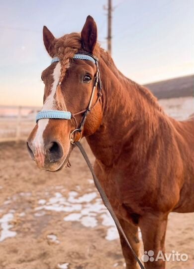 Тяжеловозный жеребец