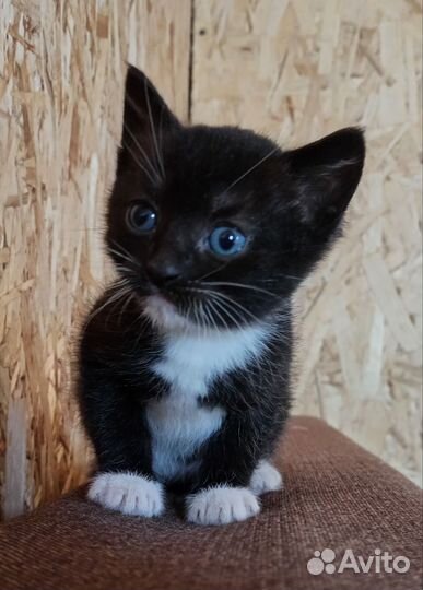 Котята в добрые руки, бесплатно