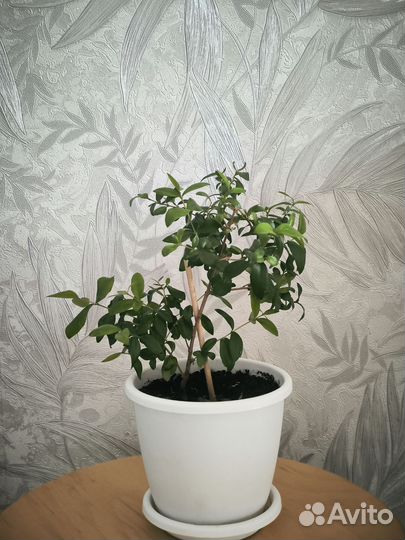 Миртовое дерево