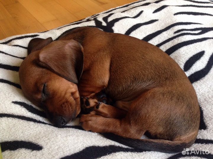 Вязка таксы кабель бесплатно