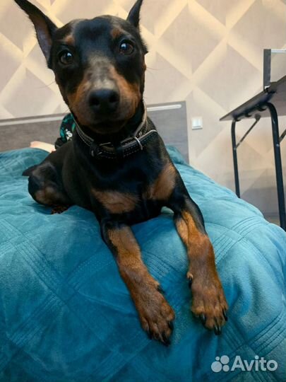 Вязка цвергпинчер мальчик