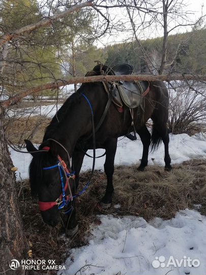 Карачаевские лошади Башкортостан