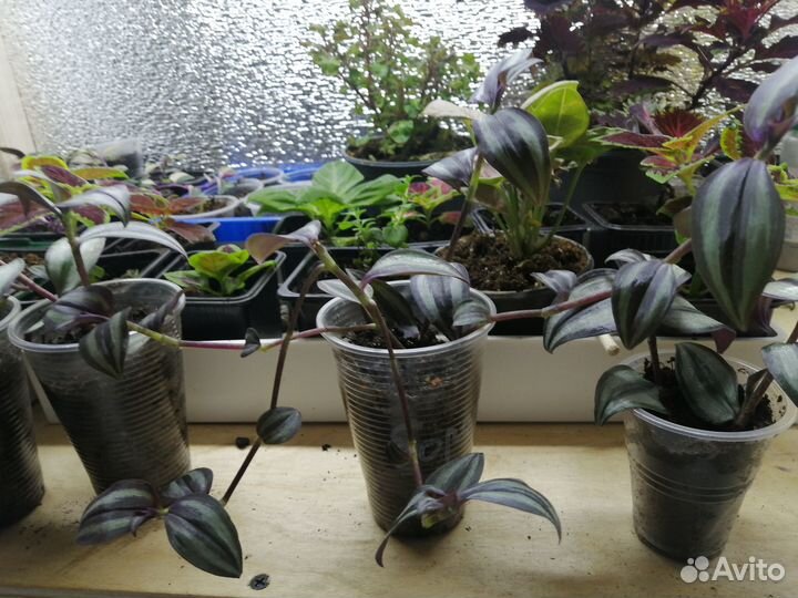 Традесканция зебрина