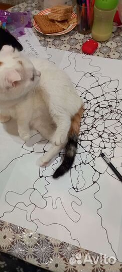 Кошка в дар бесплатно