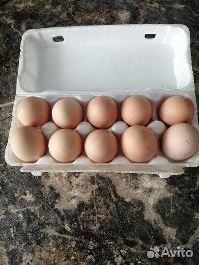 Домашняя птица