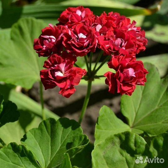 Бегония элатиор