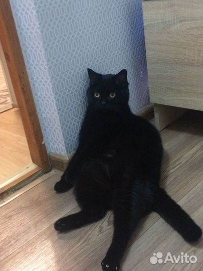 Продам кота