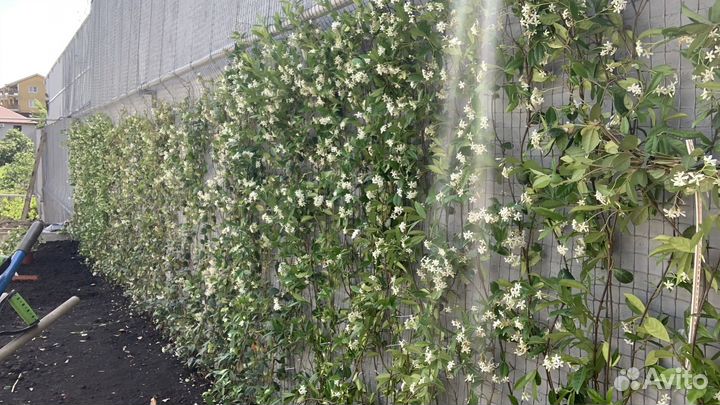 Трахелоспермум (ринкоспернум)