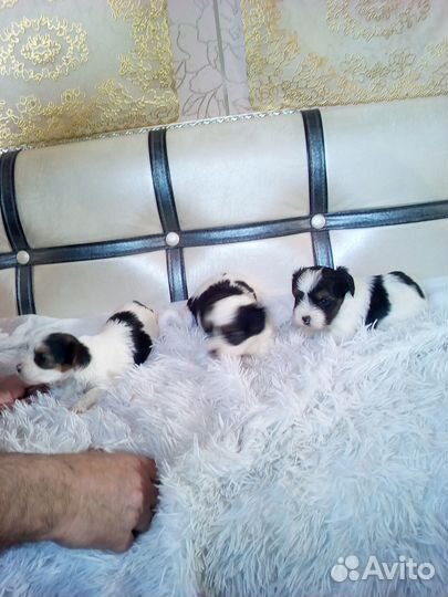 Мальчик и девочка мини 1 мес