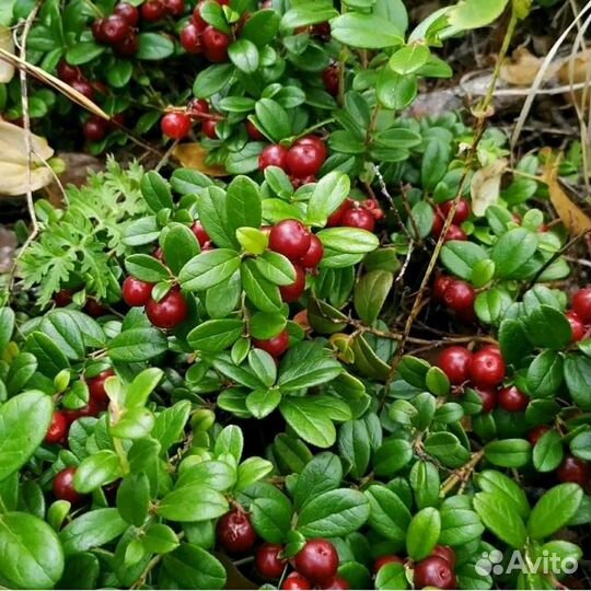 Листья брусники