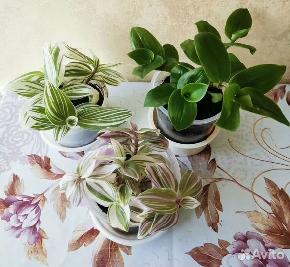 Традесканция Блоссфельда Albovittatа 3 расцветки