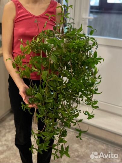 Пеперомия перескиелистная