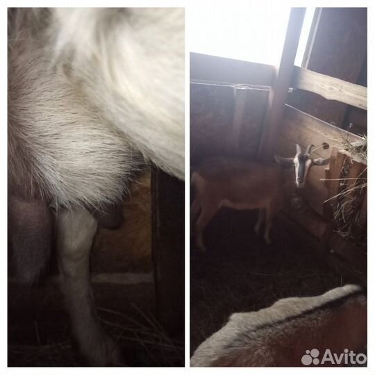 Дойные козочки