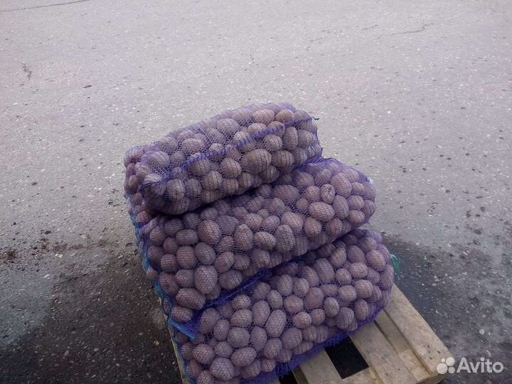 Картофель Устюжна