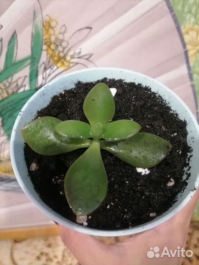 Комнатные цветы