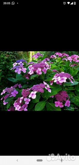 Гортензия Саржента