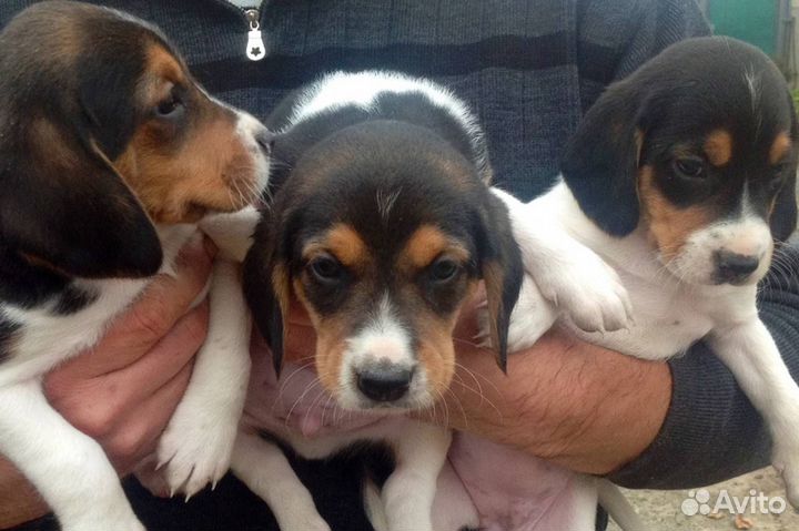 Щенки эстонской гончей