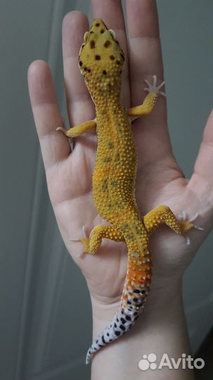 Эублефар самец 9 месяцев