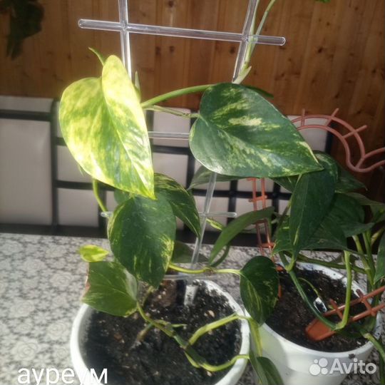 Филодендроны,Эпипремнумы,Сциндапсусы