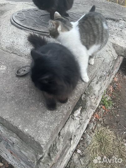 Котята в добрые руки