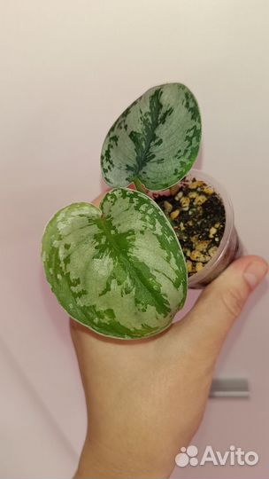 Ароидные набор 4