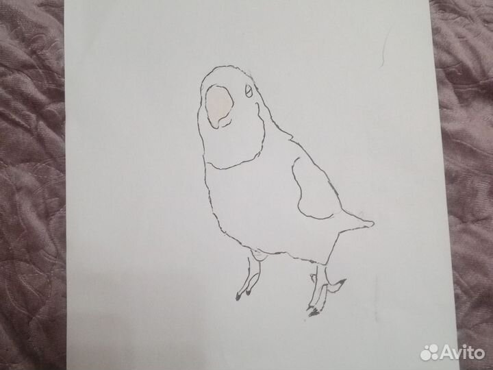 Рисунок попугай