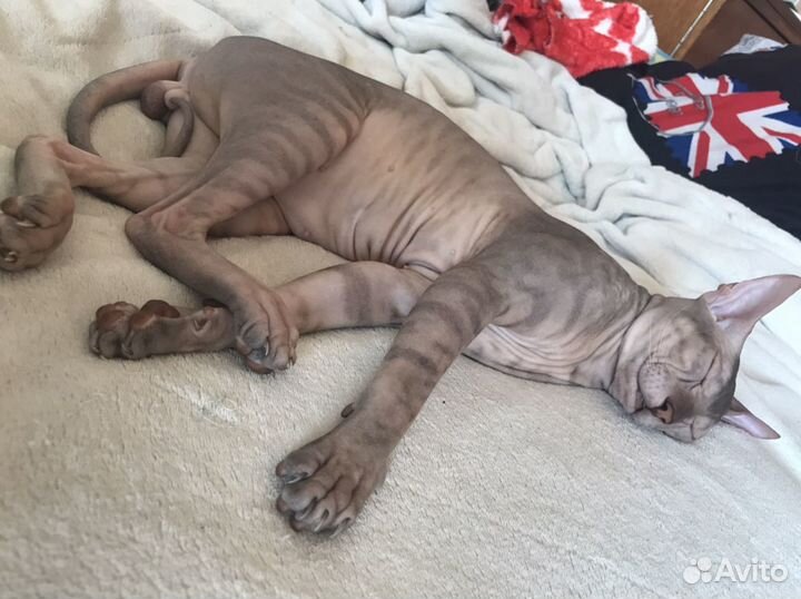 Донской сфинкс