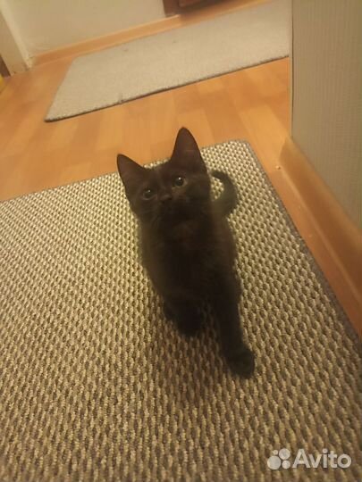 Черный котенок в добрые руки