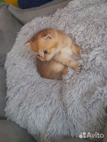 Котята золотая шиншилла