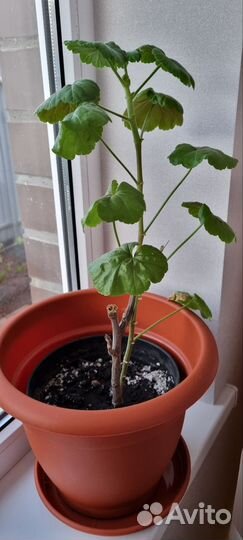 Цветы домашние в горшках